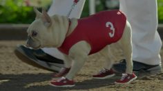 poster-21925-skechers-go-run-mr-quiggly-236x132