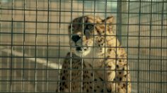 poster-21928-hyundai-veloster-turbo-cheetah-236x132