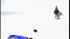 poster-2199-fazer-tyrkisk-peber-le-pigeon-236x132