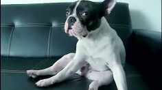 poster-22001-purina-pro-plan-inside-every-good-dog-is-a-great-dog-236x132