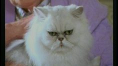 poster-2206-lotto-le-chat-harold-236x132