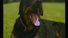 poster-2208-gymnos-gym-yoga-downward-dog-236x132