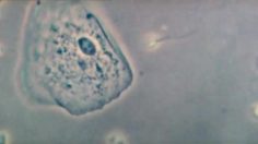 poster-22094-jeep-grand-cherokee-glacier-236x132