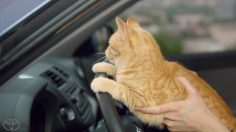 poster-22097-toyota-rav4-cat-236x132