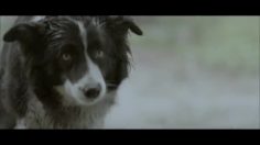 poster-22105-kaunas-international-film-festival-the-dog-236x132