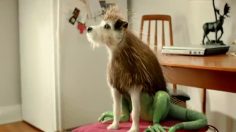 poster-22152-nescafe-3-in-1-strange-animal-236x132