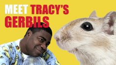 poster-22195-wheat-thins-spicy-buffalo-meet-tracy-s-gerbils-236x132