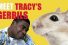 poster-22195-wheat-thins-spicy-buffalo-meet-tracy-s-gerbils-68x45