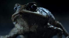 poster-22228-ford-falcon-ecoboost-cane-toad-road-236x132