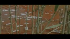 poster-22230-amnesty-international-independance-236x132