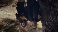 poster-22249-peta-bat-pitch-236x132