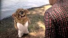 poster-22269-toyota-yaris-friends-236x132