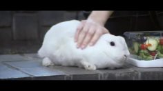 poster-22271-ken-s-salad-dressing-guard-rabbit-236x132