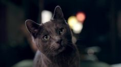 poster-22302-sheba-eva-longoria-236x132