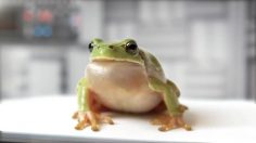 poster-22330-renault-f1-236x132