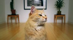 poster-22341-aspca-american-society-for-the-prevention-of-cruelty-to-animals-hovercat-236x132