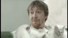 poster-22366-hanes-comfortblend-kittens-236x132