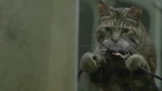 poster-22394-cravendale-catnapped-236x132