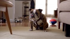 poster-22397-volkswagen-jetta-bad-dog-good-volkswagen-236x132