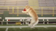 poster-22408-old-spice-incomplete-pass-to-greg-jennings-236x132