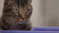 poster-22447-wwf-norman-militant-ecologiste-236x132