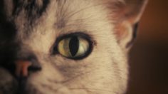 poster-22476-litter-genie-psychedelic-236x132