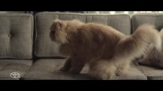 poster-22494-toyota-corolla-cat-236x132