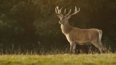 poster-22560-ee-everything-everywhere-4g-fenton-4gee-236x132