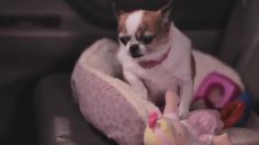 poster-22640-doritos-road-chip-236x132