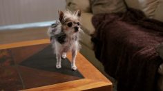 poster-22643-doritos-fetch-236x132