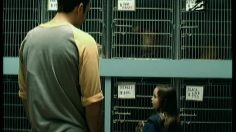 poster-2272-discover-carte-de-credit-chenil-236x132