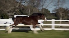 poster-22744-budweiser-the-clydesdales-brotherhood-236x132