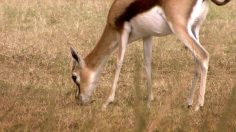 poster-22745-skechers-gorun-2-man-vs-cheetah-236x132