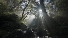 poster-22811-wwf-dolyphan-236x132