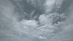 poster-22813-wwf-bambooseal-236x132