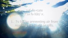 poster-22816-peta-joaquin-phoenix-is-drowning-236x132