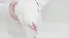 poster-22820-fujifilm-x-s1-keep-a-steady-head-236x132