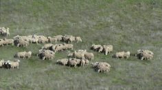 poster-23012-corona-corona-light-herd-236x132