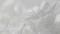 poster-23078-ugg-australia-here-comes-spring-236x132