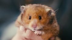 poster-23088-fiat-500-l-hamster-236x132