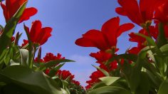 poster-23165-netherlands-board-of-tourism-convention-amsterdam-the-original-cool-236x132