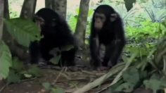 poster-23167-peta-autocorrect-great-apes-out-of-ads-236x132