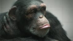 poster-23175-peta-98-human-236x132