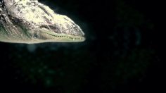 poster-23202-national-geographic-nat-geo-wild-alligator-236x132