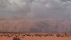 poster-23203-national-geographic-nat-geo-wild-tempete-236x132