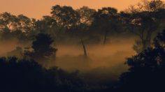 poster-23205-national-geographic-nat-geo-wild-jungle-236x132