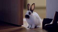 poster-23214-ibis-snuggling-bunnies-236x132