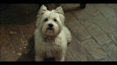 poster-23216-cesar-love-them-back-236x132