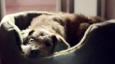 poster-23245-pedigree-bad-dog-good-dog-236x132