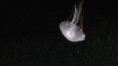 poster-23253-vancouver-aquarium-jellyfish-odyssey-236x132